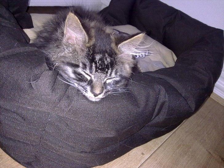 Maine Coon Magni billede 7