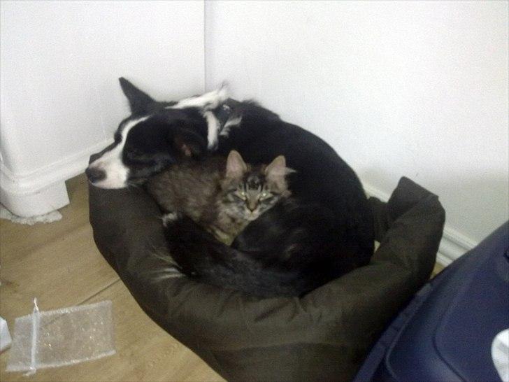 Maine Coon Magni billede 8