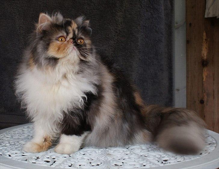 Perser Amy billede 1