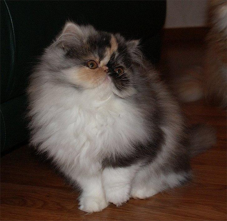 Perser Amy billede 2