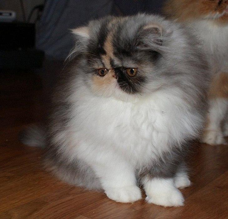 Perser Amy billede 3