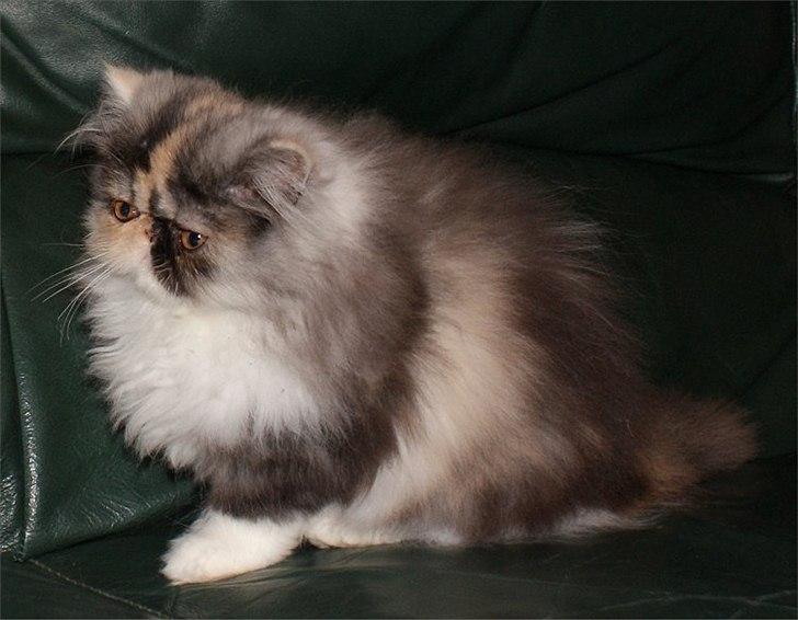 Perser Amy billede 4