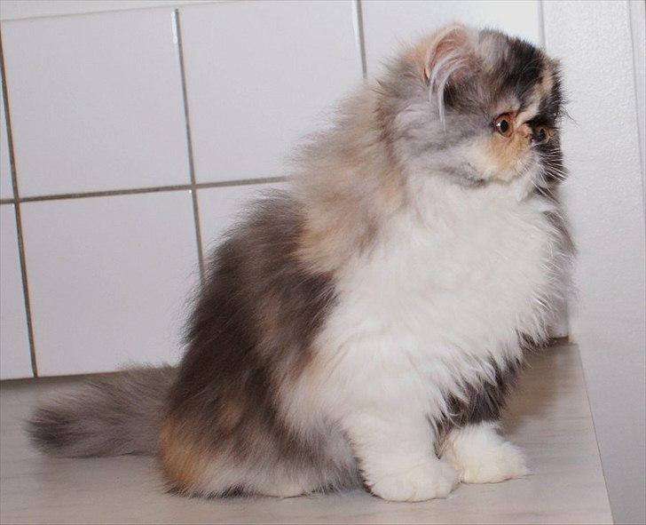 Perser Amy billede 5