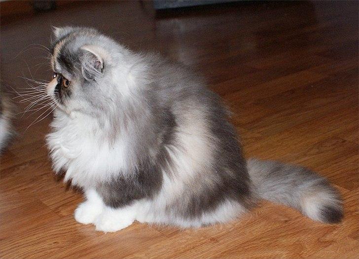 Perser Amy billede 6