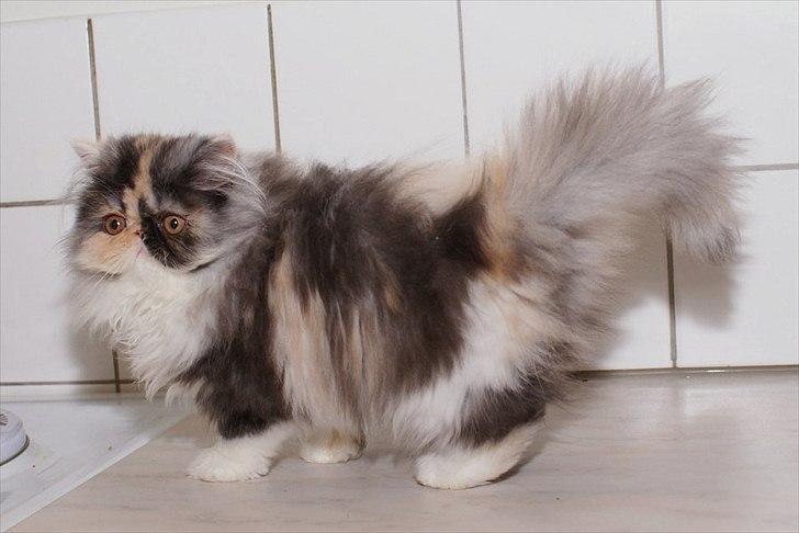 Perser Amy billede 7