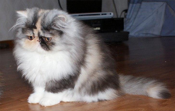 Perser Amy billede 8