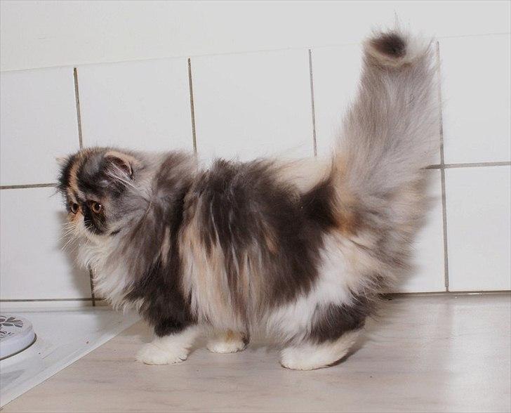 Perser Amy billede 9