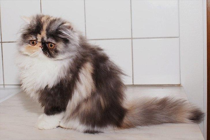 Perser Amy billede 10