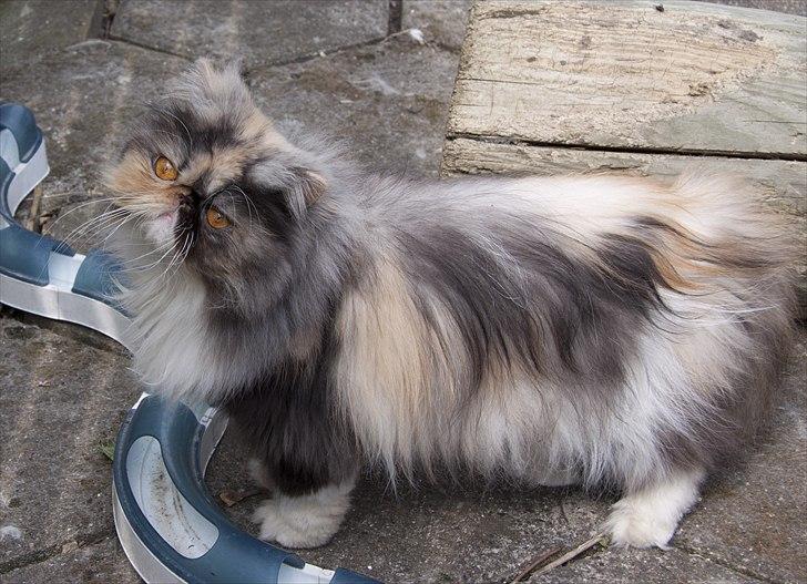 Perser Amy billede 11