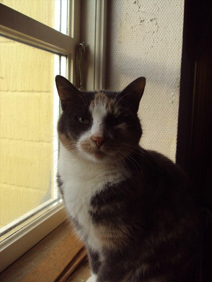 Huskat Tea billede 9