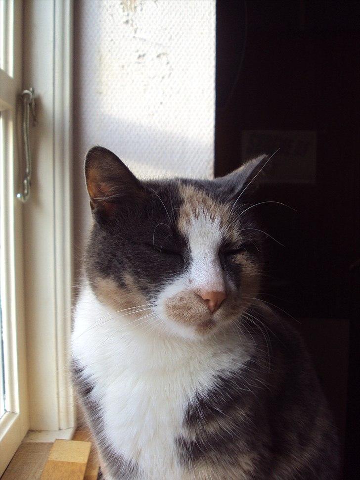 Huskat Tea billede 10