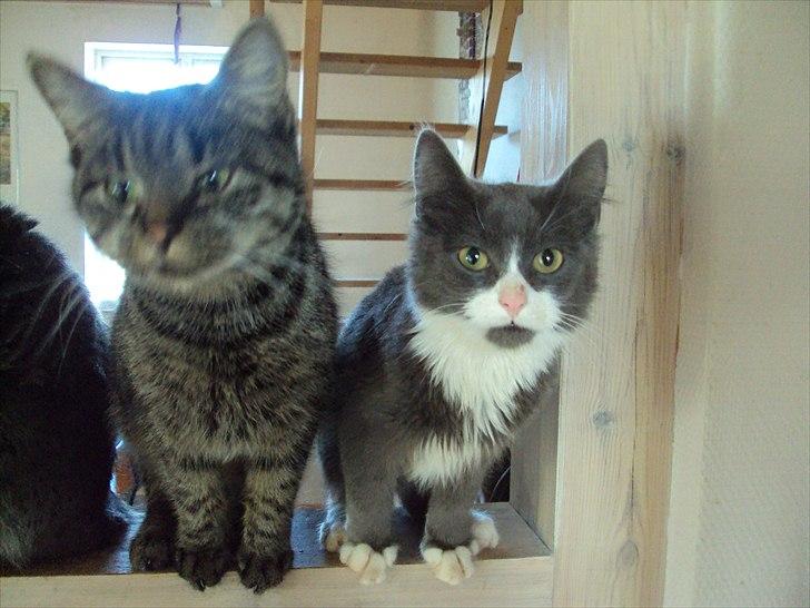 Huskat Bese billede 11