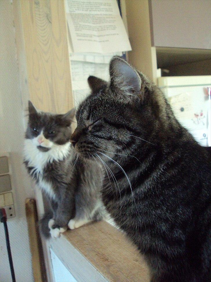 Huskat Bese billede 12