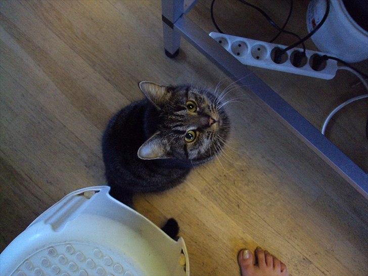 Huskat Bese billede 13