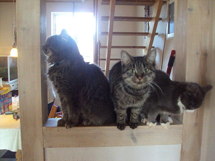 Huskat Bese billede 14