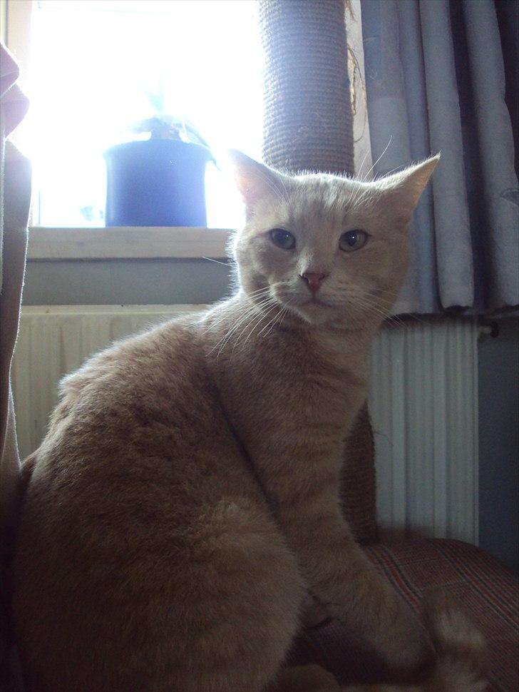 Huskat Simba billede 19