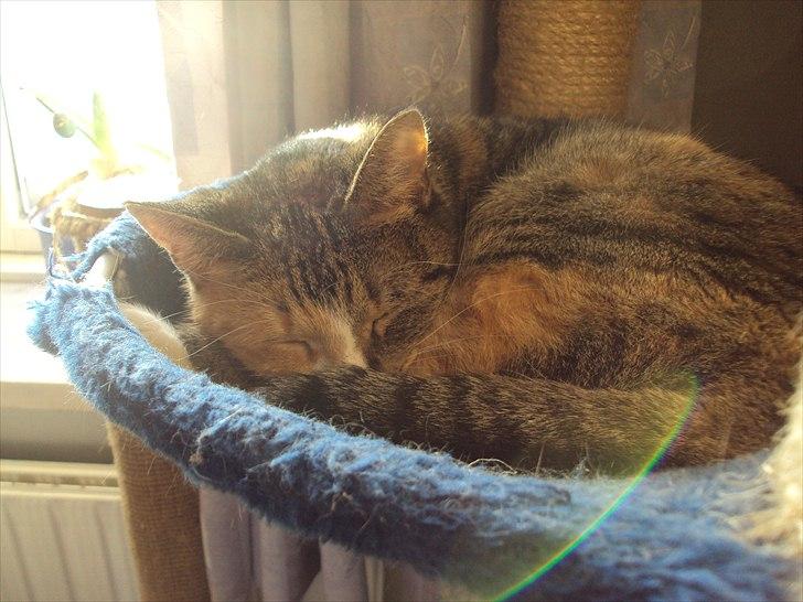 Huskat Mille billede 14