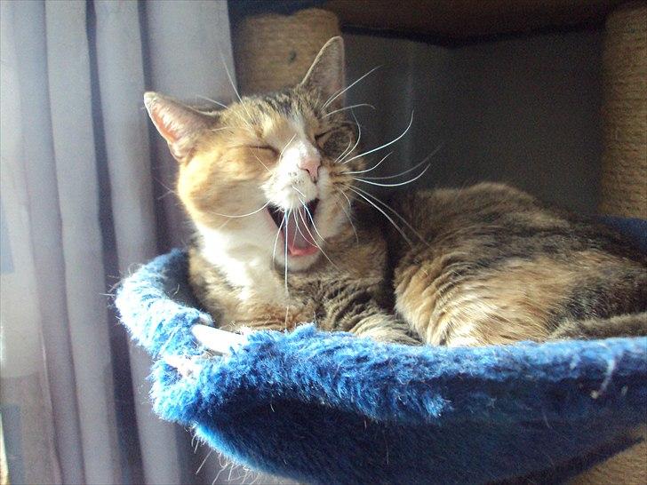 Huskat Mille billede 15