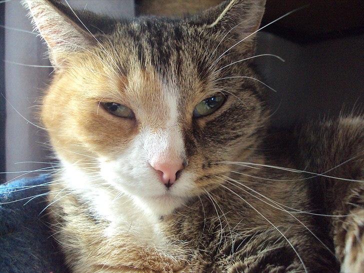 Huskat Mille billede 16