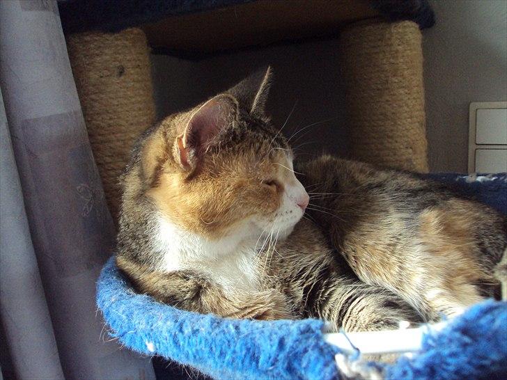 Huskat Mille billede 17