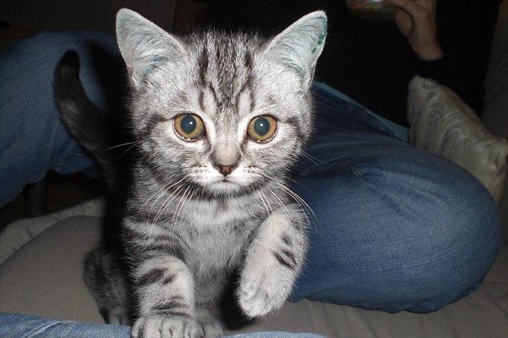 British Shorthair Eddie Kattemis - Den første dag vi havde Eddie billede 1