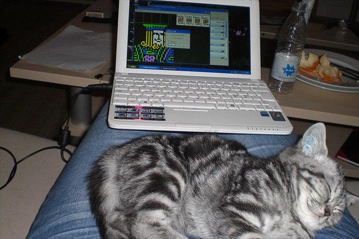 British Shorthair Eddie Kattemis - Kan godt li' at være i centrum billede 2