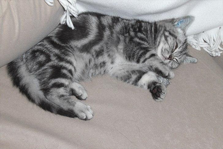 British Shorthair Eddie Kattemis - Sover sammen med sit yndlingslegetøj billede 3
