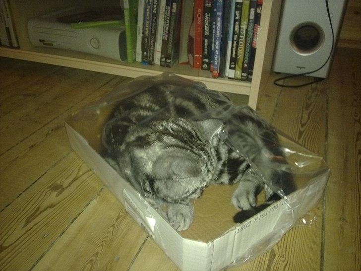 British Shorthair Eddie Kattemis - Jo mindre steder, jo bedre billede 6