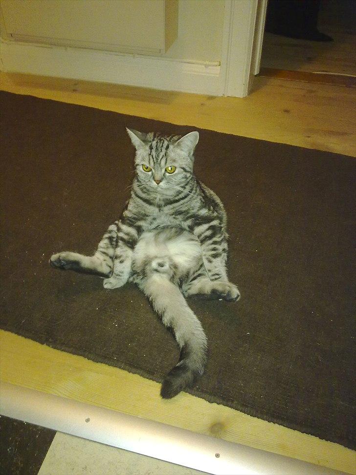 British Shorthair Eddie Kattemis - aka Buddha billede 7