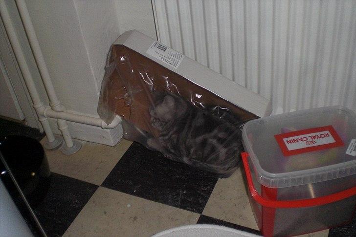 British Shorthair Eddie Kattemis billede 9