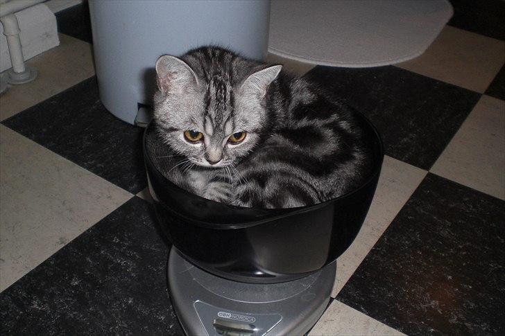 British Shorthair Eddie Kattemis - Bliver vejet som killing billede 10