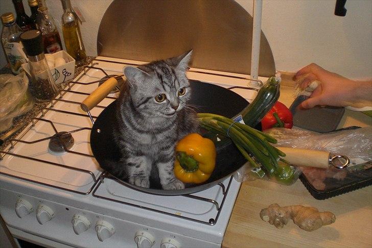 British Shorthair Eddie Kattemis - Killing i wok billede 11