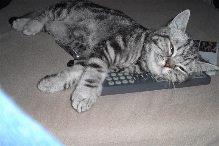British Shorthair Eddie Kattemis - Det er bedst at sove ovenpå ting billede 12