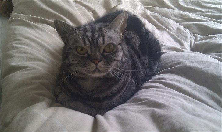 British Shorthair Eddie Kattemis - Hygge i sengen billede 14