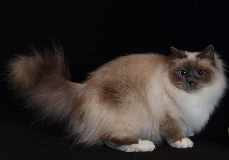 Hellig Birma Primadonna - Primadonna! <3 billede 1