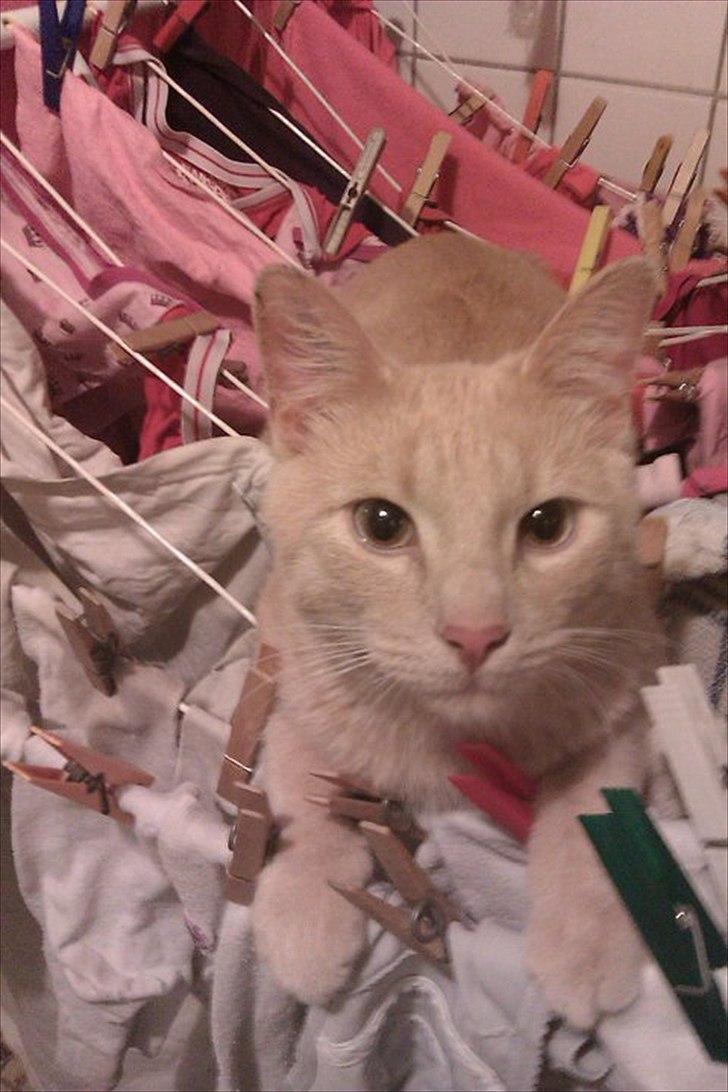 Huskat Canoyon billede 1