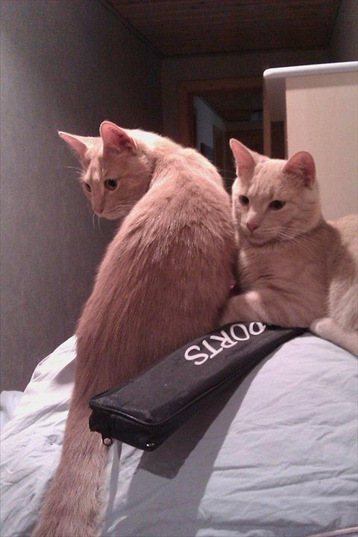 Huskat Canoyon - Til højre ser du Canyon billede 2