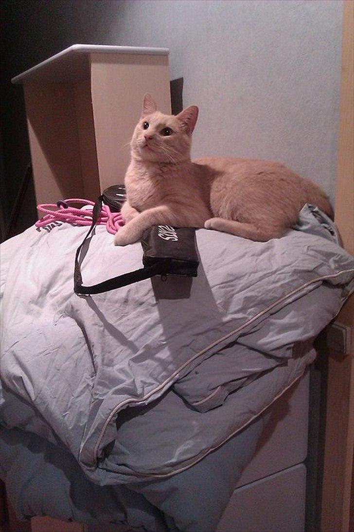 Huskat Canoyon billede 3