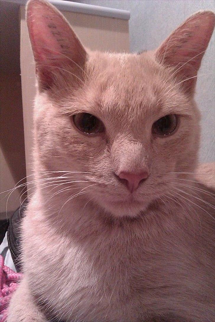 Huskat Canoyon billede 4