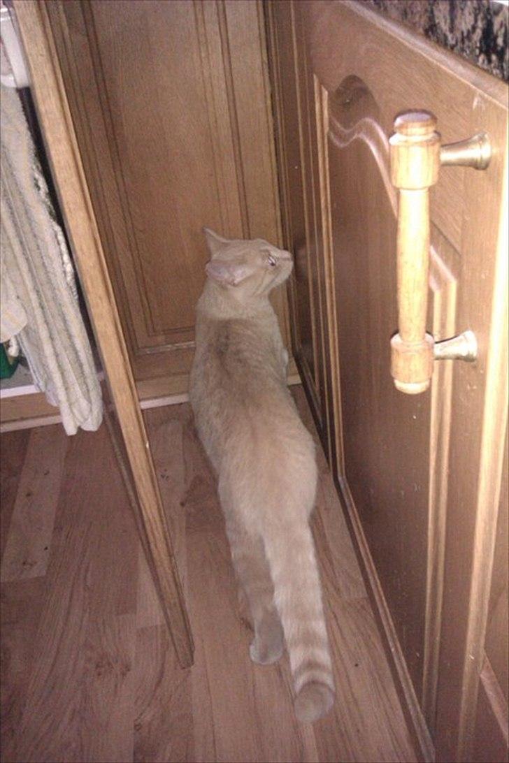 Huskat Canoyon billede 5