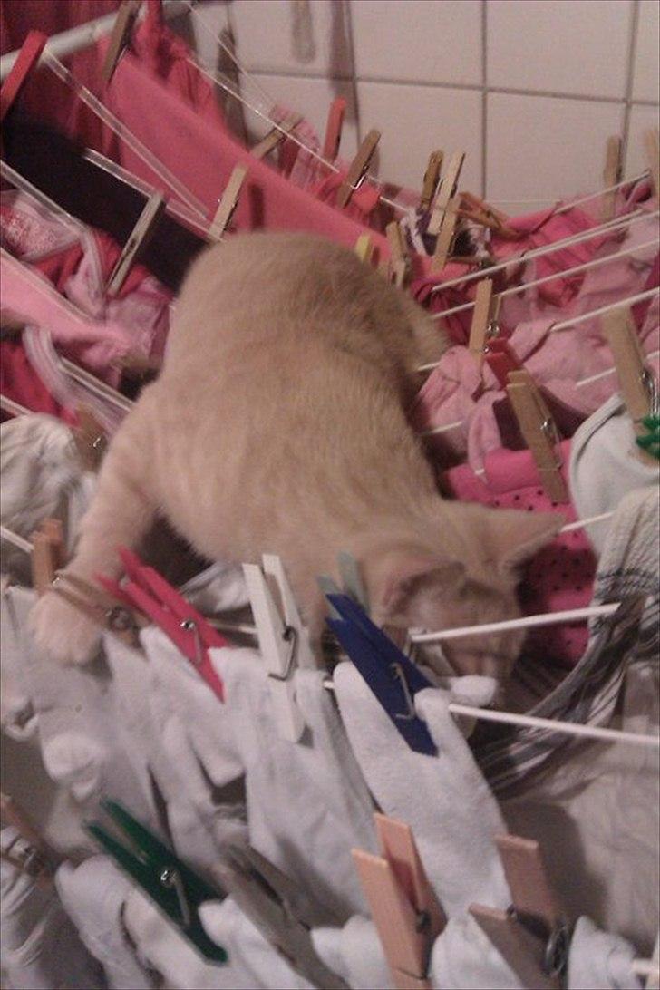 Huskat Canoyon billede 6