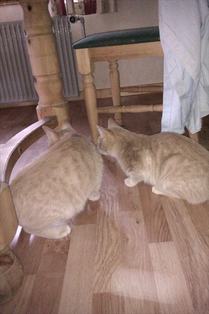 Huskat Canoyon billede 7