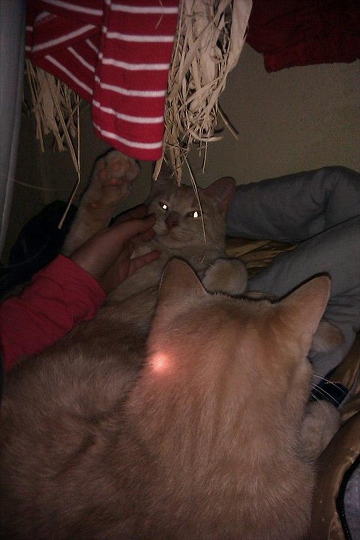 Huskat Canoyon billede 8