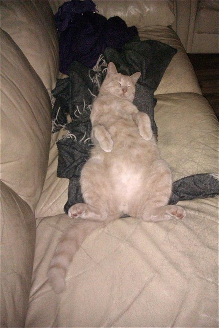 Huskat Canoyon billede 9