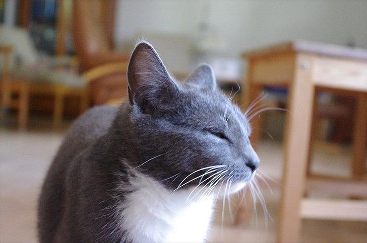 Huskat Møllerhusets Mille - Hehe hun misser med øjnene :) billede 10