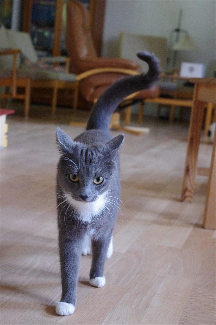 Huskat Møllerhusets Mille - Søde Mille :* billede 11