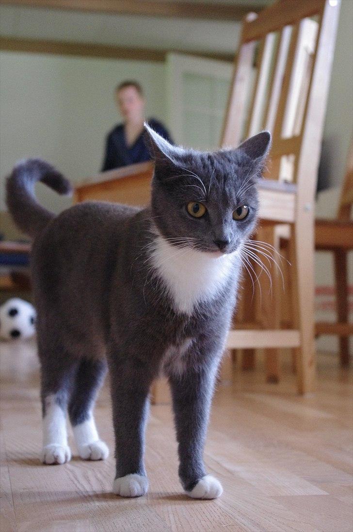 Huskat Møllerhusets Mille - Nuurh fine misser! <3 billede 3