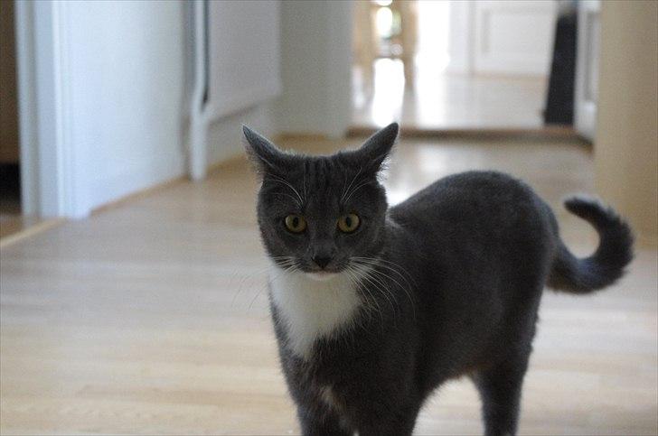 Huskat Møllerhusets Mille - Nårh lille mus :* billede 5