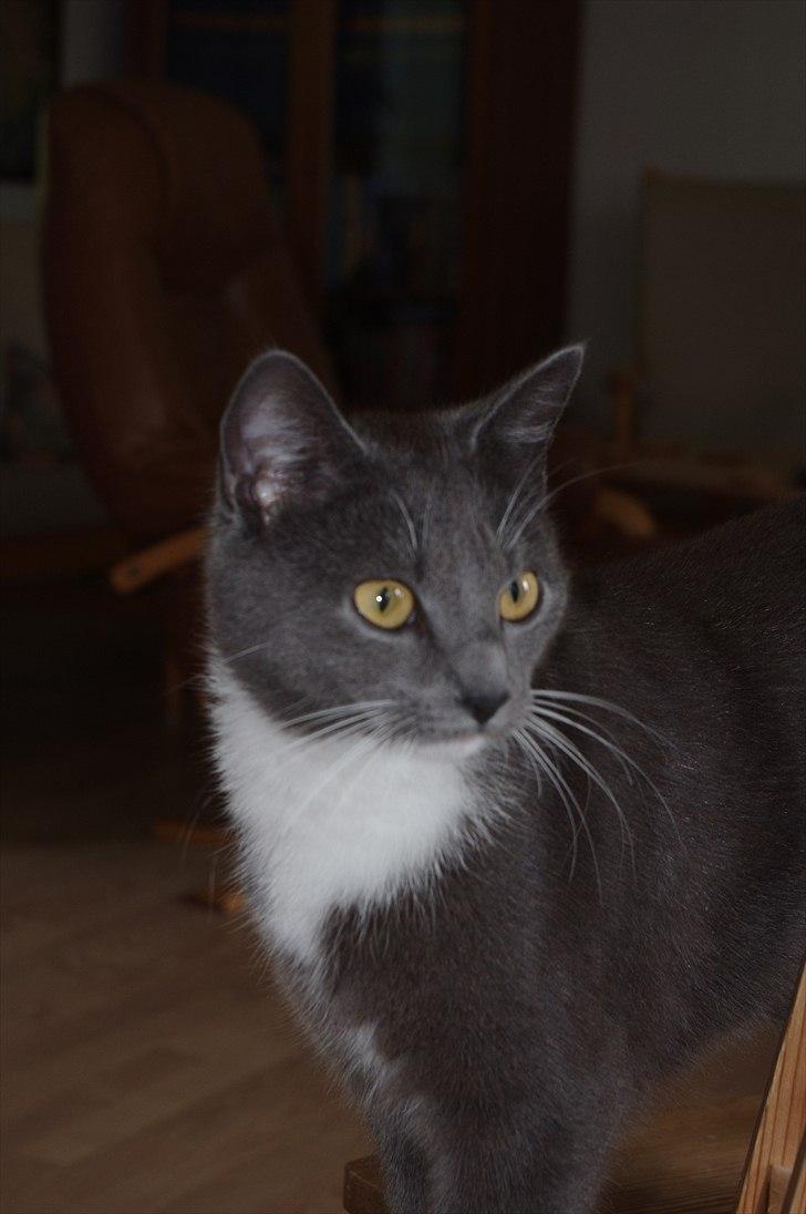 Huskat Møllerhusets Mille - Smukse Milse <3 billede 12