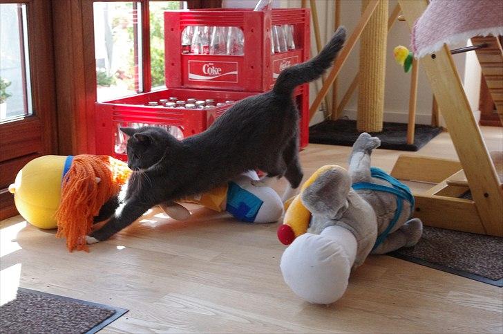 Huskat Møllerhusets Mille - Bamserne skal vidst lige tæskes lidt... ;) billede 13